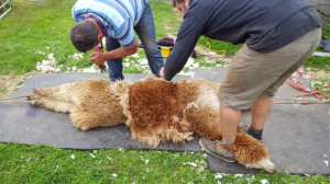 Shearing4thJuly2016i