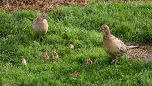 Pheasantswithchicks