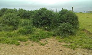 Thistles