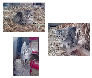 KittensOttery