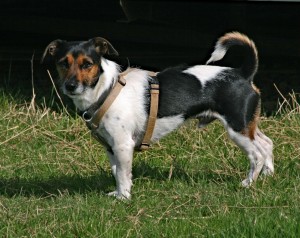 IMG_0336 (2)