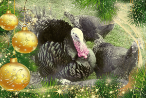 XmasTurkey