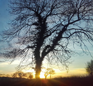 30-1-18Sunrise