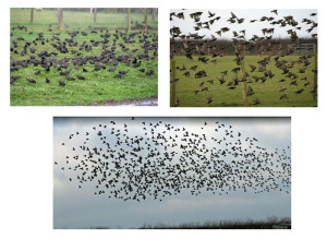 Starlings3