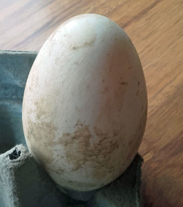 GooseEgg2018Feb