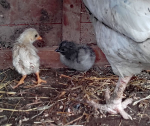 LittleGreyChick2018