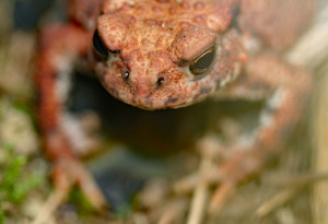 Toad-2018