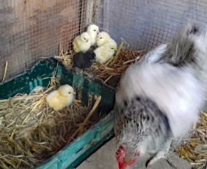 MotherHen&Chicks2018