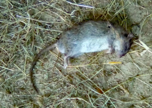 Nov2018Rat