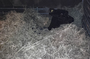 10-12-2018Colic