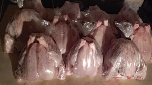 Chickens2018