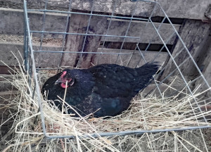 EggLaying