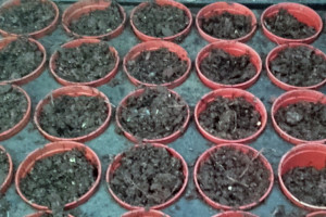 SeedsMarch2019