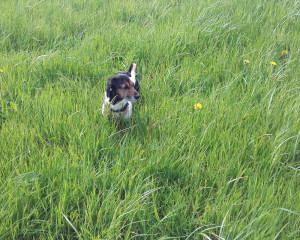 HayField
