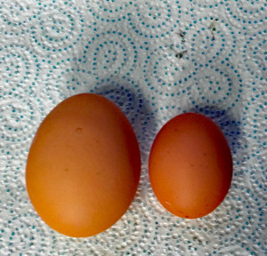 MinEggApril2019