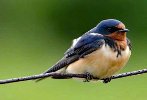 Swallow2019
