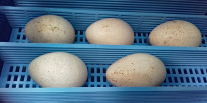 TurkeyEggs19-5-2019
