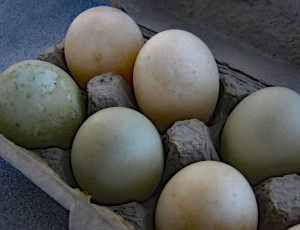 EggsDuck