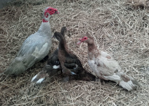 MuscovyDucks