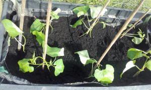RunnerBeans
