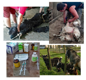 ShearingJabs10-6-2019