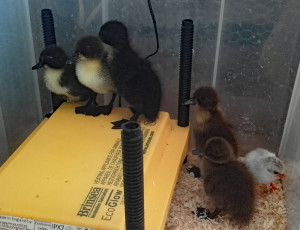 Ducklings2019