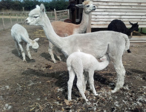 Juky2019-BroadyParkCria