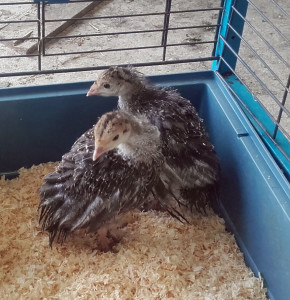 TurkeyPoultsJuly2019