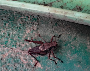 Cricket