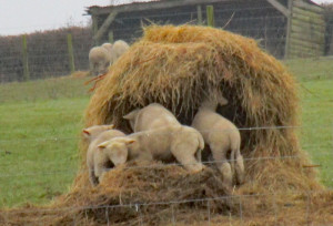 Lambs23-1-2020