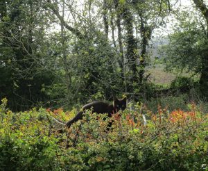 cat sitting in hedge